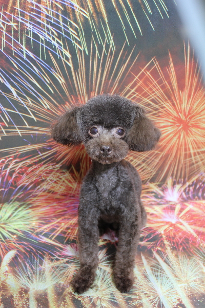 トイプードルブリーダーの成犬、トリミング画像