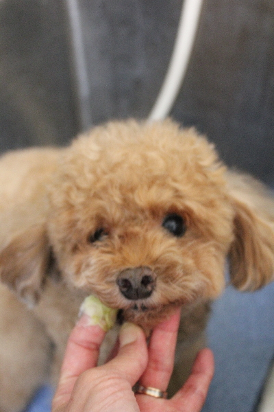 千葉県船橋市のトイプードルの歯磨き画像