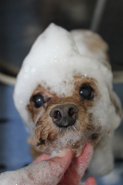 千葉県船橋市のトイプードルのシャンプー画像