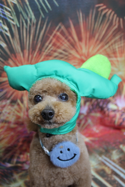 千葉県船橋市のトイプードルのトリミング画像