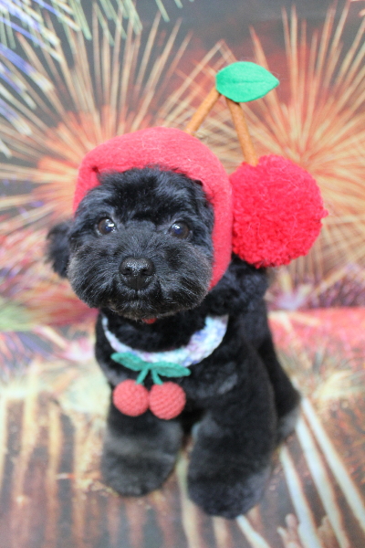 千葉県鎌ケ谷市のトイプードルのトリミング画像