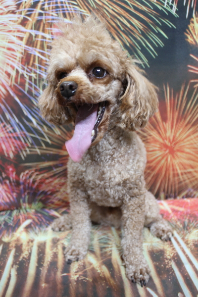 千葉県船橋市のトイプードルのトリミング前画像