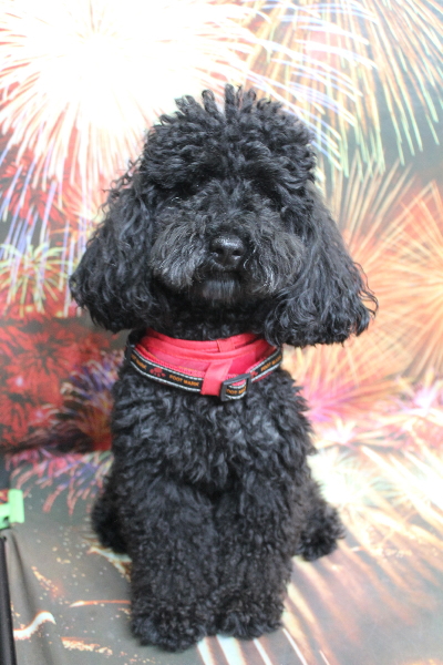 千葉県船橋市のトイプードルのトリミング前画像