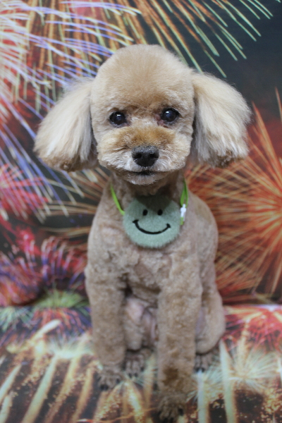 千葉県鎌ヶ谷市のトイプードルのトリミング画像