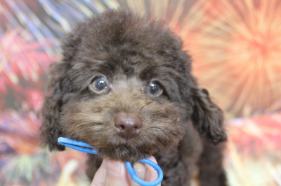 トイプードルブリーダーの子犬、トリミング画像