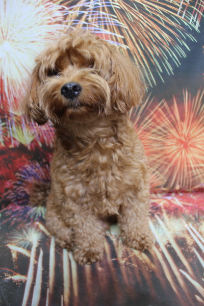 千葉県鎌ケ谷市のミックス犬のトリミング前画像