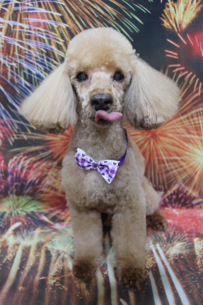 千葉県花見川区トイプードルのトリミング画像