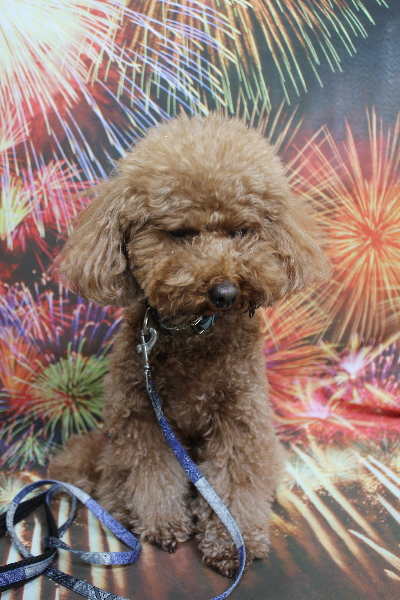 千葉県市川市のトイプードルのトリミング前画像