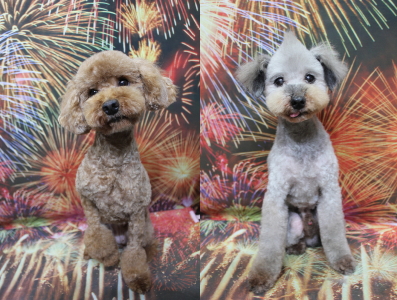 トイプードルブリーダーの成犬、トリミング画像