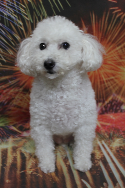 千葉県船橋市のトイプードルのトリミング前画像