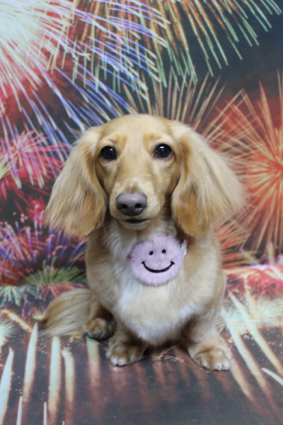 千葉県船橋市のミニチュアダックスのトリミング画像