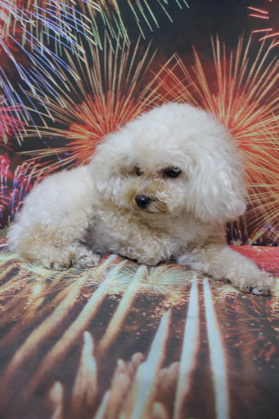 千葉県鎌ケ谷市のトイプードルのトリミング前画像