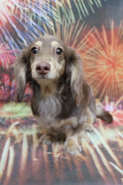 千葉県船橋市のミニチュアダックスのトリミング前画像