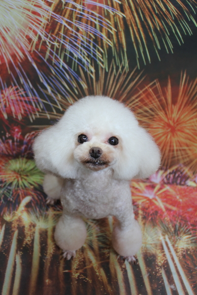 トイプードルブリーダーの成犬、トリミング画像