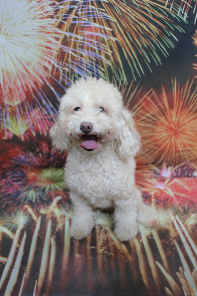 千葉県船橋市のトイプードルのトリミング前画像