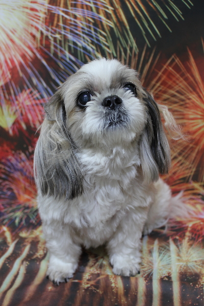 千葉県鎌ケ谷市のシーズーのトリミング前画像