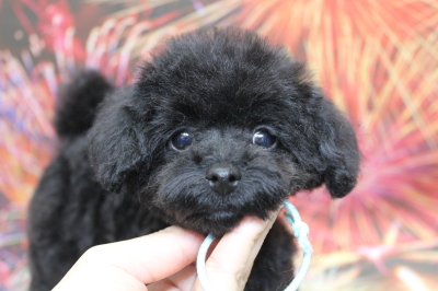 トイプードルブリーダーの子犬、トリミング画像