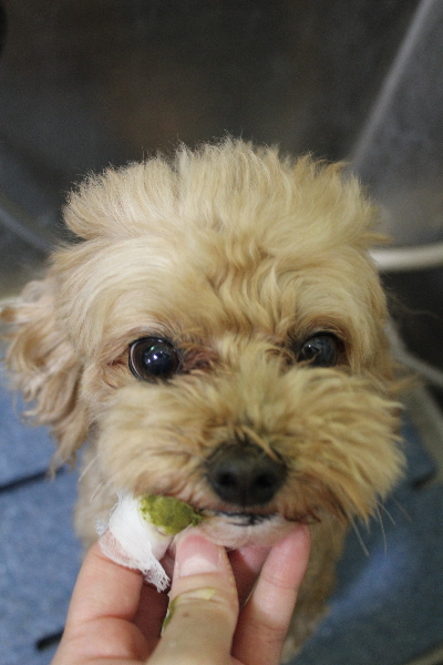 千葉県船橋市のミックス犬の画像歯磨き画像