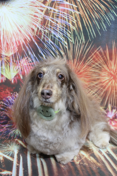 千葉県松戸市のミニチュアダックスのトリミング画像