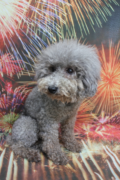 千葉県船橋市のトイプードルのトリミング前画像