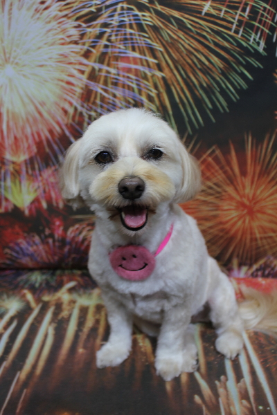 千葉県鎌ケ谷市のミックス犬のトリミング画像