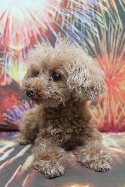 千葉県印西市のトイプードルのトリミング前画像