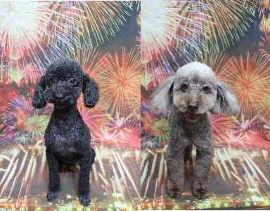 トイプードルブリーダーの成犬、トリミング画像