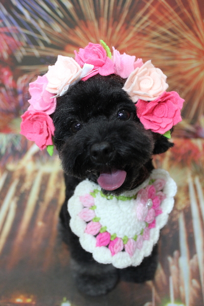 千葉県鎌ケ谷市のトイプードルのトリミング画像