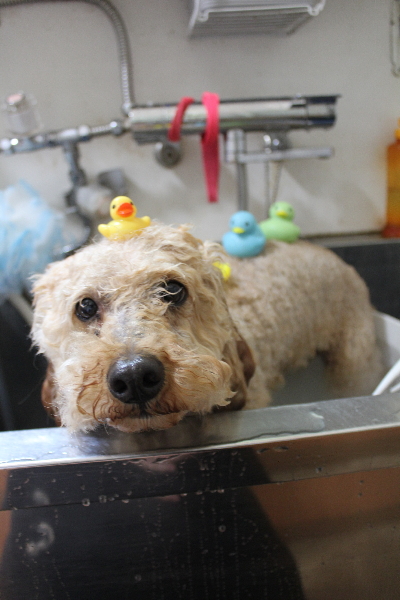 千葉県船橋市のトイプードルの炭酸泉画像