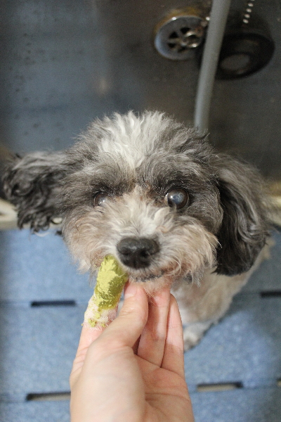 千葉県船橋市のトイプードルの歯磨き画像