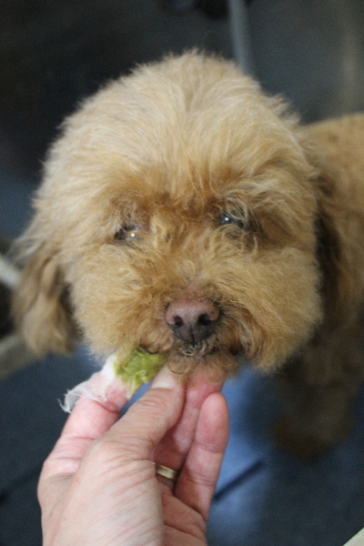 千葉県船橋市のトイプードルの歯磨き画像