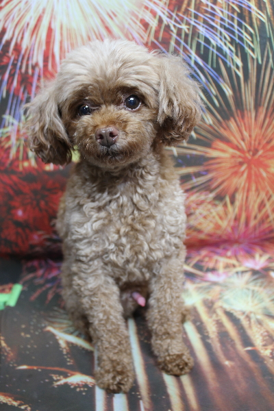 千葉県船橋市のトイプードルのトリミング前画像