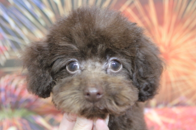 トイプードルブリーダーの子犬、トリミング画像