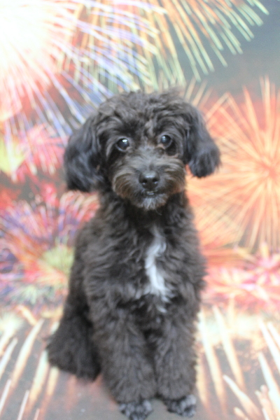 千葉県千葉市のミックス犬トリミング前画像