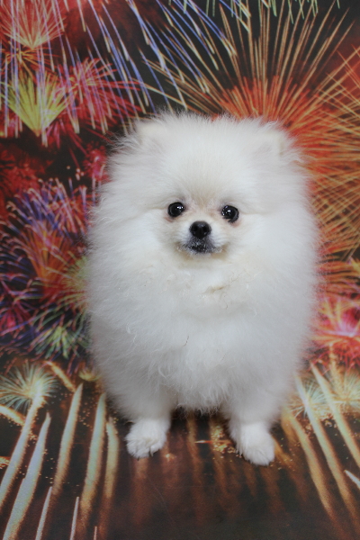 千葉県船橋市のポメラニアンのトリミング前画像