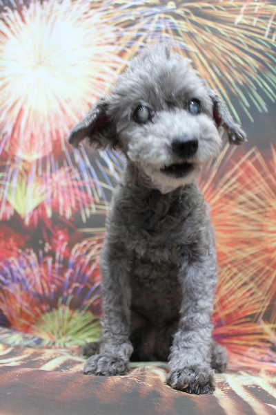 千葉県船橋市のトイプードルのトリミング前画像