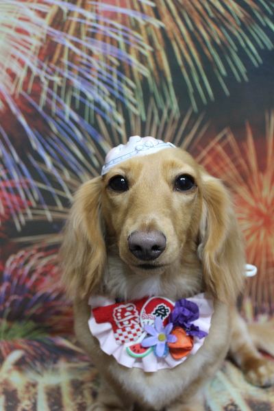 千葉県船橋市のミニチュアダックスのトリミング画像