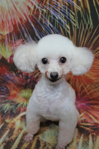 トイプードルブリーダーの成犬、トリミング画像