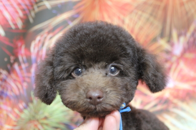 トイプードルブリーダーの子犬、トリミング画像