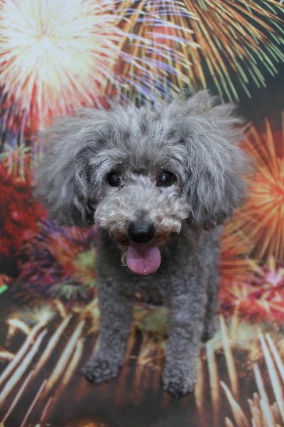 千葉県船橋市のトイプードルのトリミング前画像