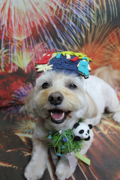 千葉県鎌ケ谷市のミックス犬のトリミング画像