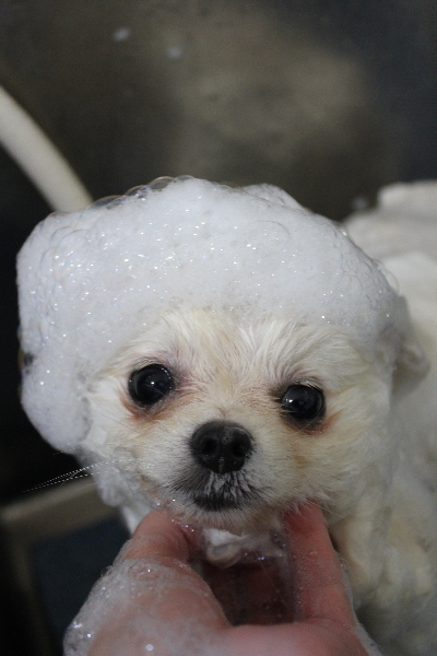 千葉県船橋市のポメラニアンのシャンプー画像