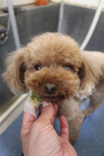 千葉県鎌ケ谷市のトイプードルの歯磨き画像