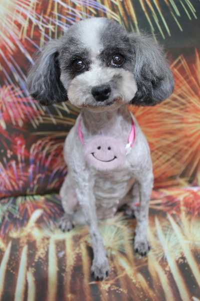 千葉県船橋市のトイプードルのトリミング画像