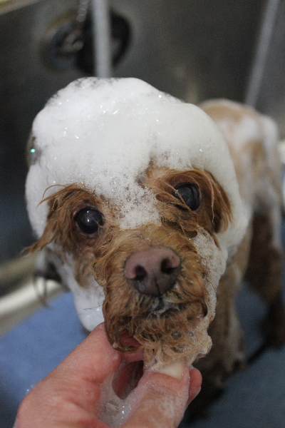 千葉県船橋市のトイプードルのシャンプー画像