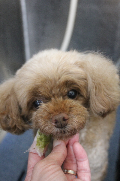 千葉県船橋市のトイプードルの歯磨き画像