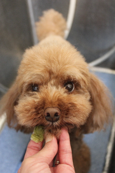 千葉県鎌ヶ谷市のトイプードルの歯磨き画像