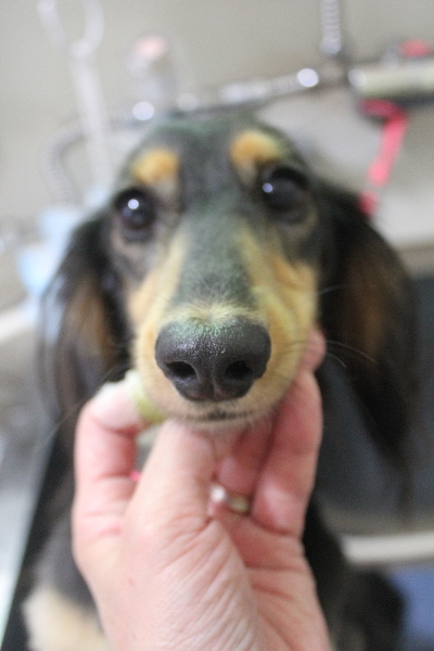 千葉県船橋市のミニチュアダックスの歯磨き画像