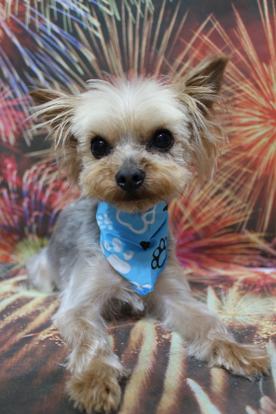 千葉県鎌ケ谷市ヨークシャーテリアのトリミング画像