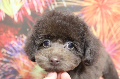 トイプードルブリーダーの子犬、トリミング画像